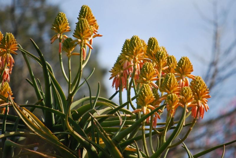Aloe tongaensis Medusa flwors 2.jpg
