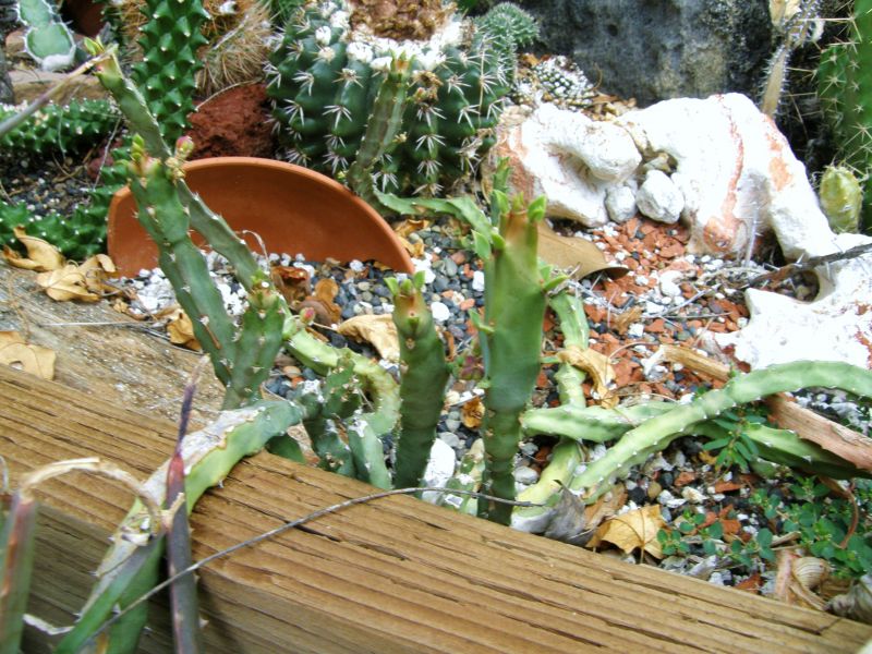 Euphorbia ambrosae 6-09.JPG