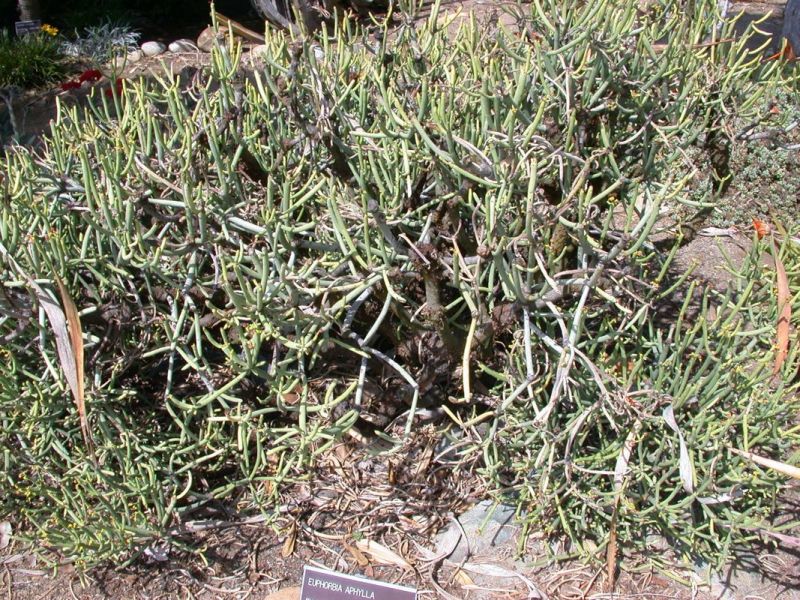 Euphorbia aphylla Qu.jpg