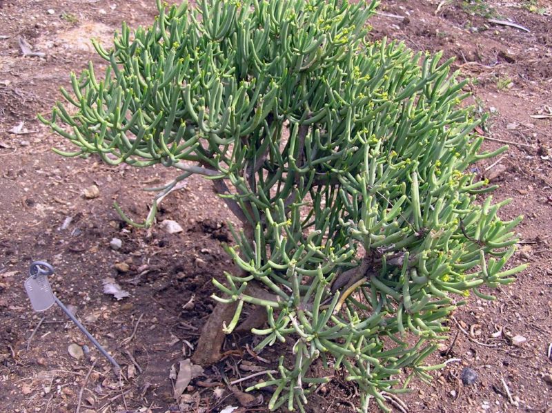 Euphorbia aphylla Hunt.jpg