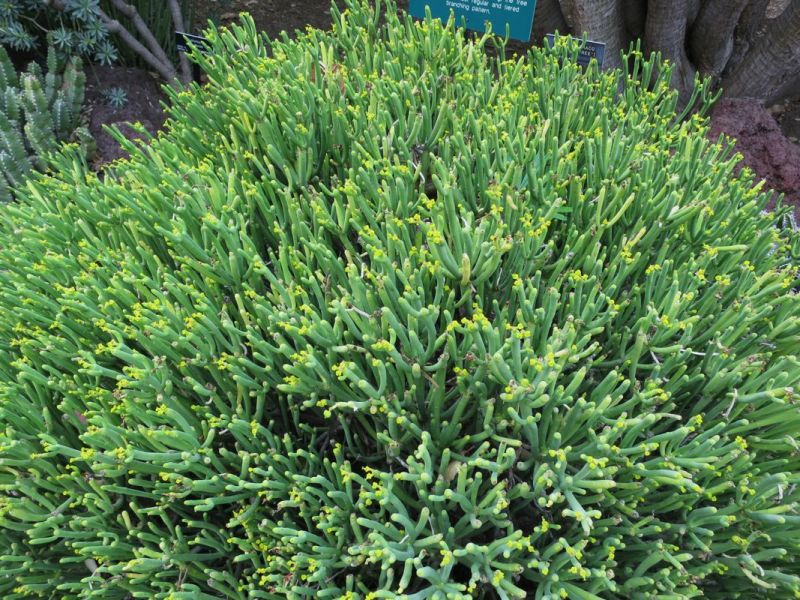 Euphorbia aphylla in flower H feb.jpg