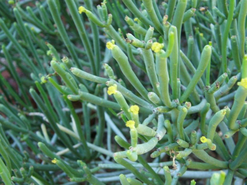 Euphorbia aphylla blooms fuzzy.jpg