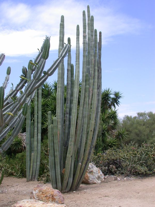 Pachycereus marginata cactus FA.jpg