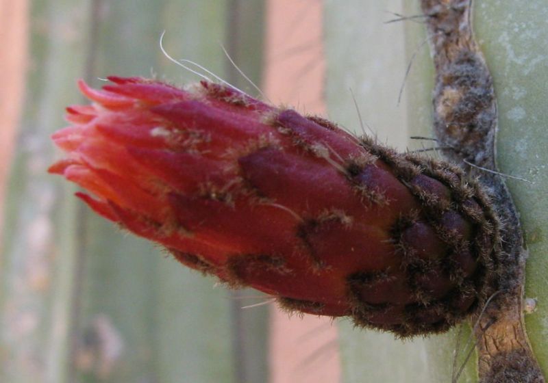 Pachycereus marginata flower LL.jpg