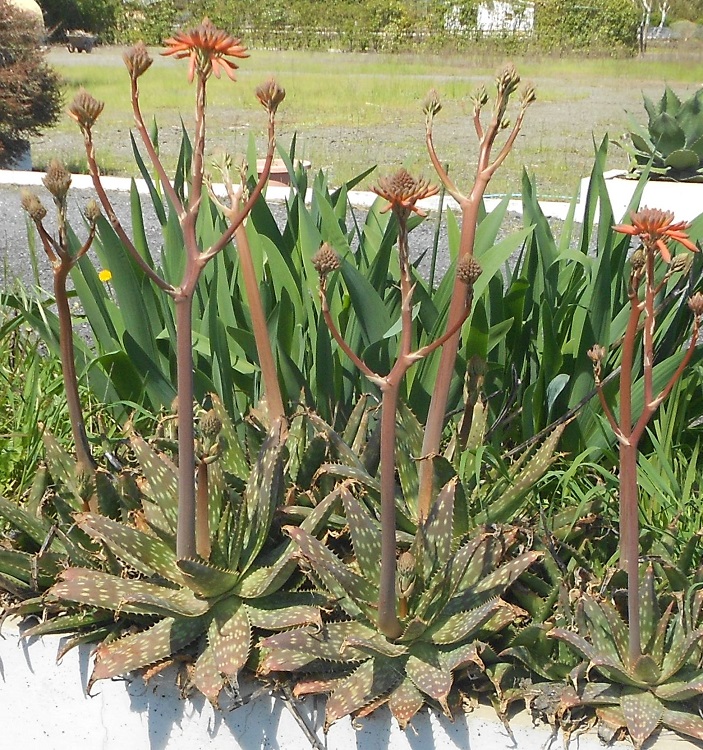 2016 03 22 Aloe saponaria or maculata x750.jpg