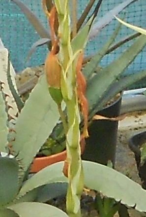 2016 03 22 Aloe humilis #2 seed pod.JPG