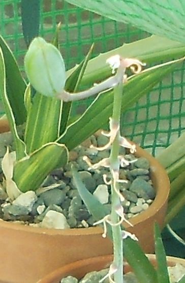 2016 03 22 Gasteria rawlinsonii Gasteria marmorata Variegated seed pod.JPG
