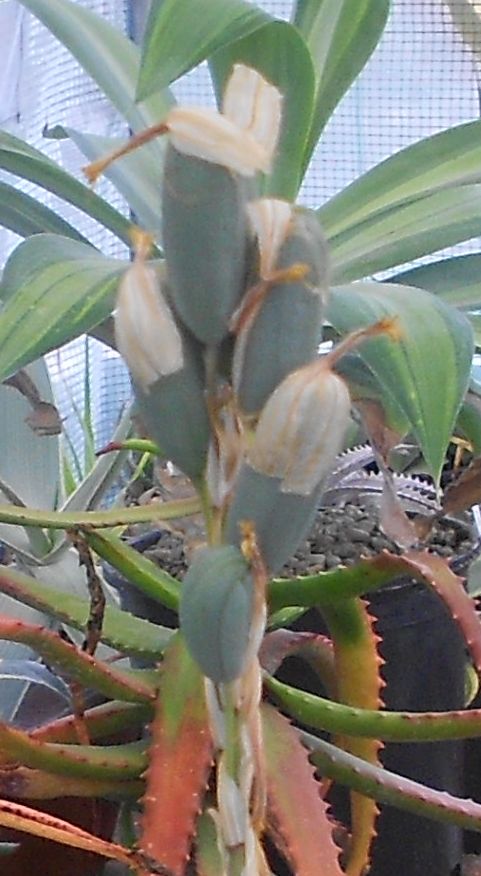 2016 04 11 Aloe humilis #2 seed pods X with Aloe humilis #1 pollen.JPG