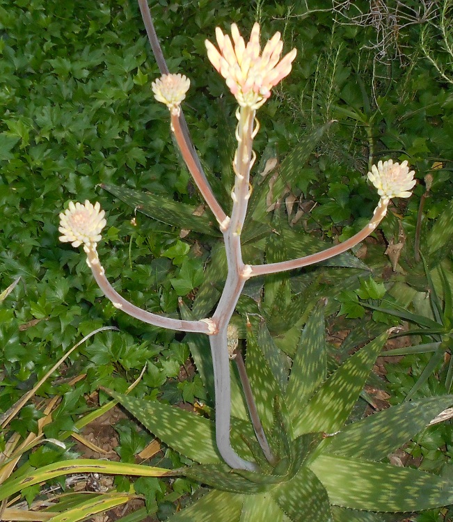 2016 04 27 Aloe maculata old b X750.jpg