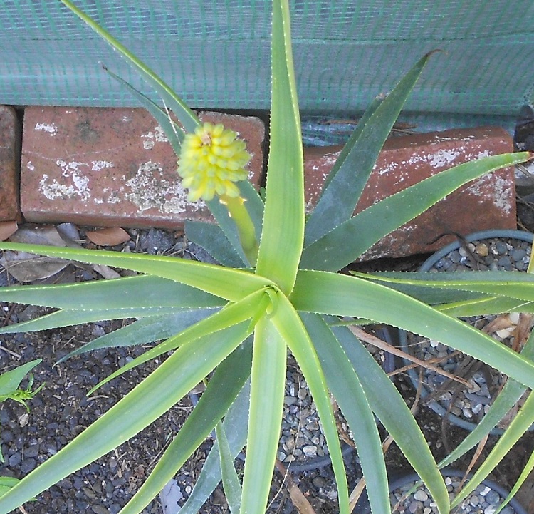 2016 05 13 Aloe striatula v Caesia a X750.jpg