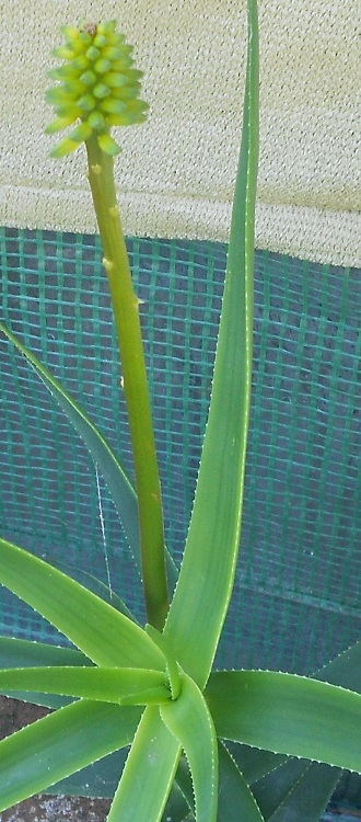 2016 05 13 Aloe striatula v Caesia b X750.jpg