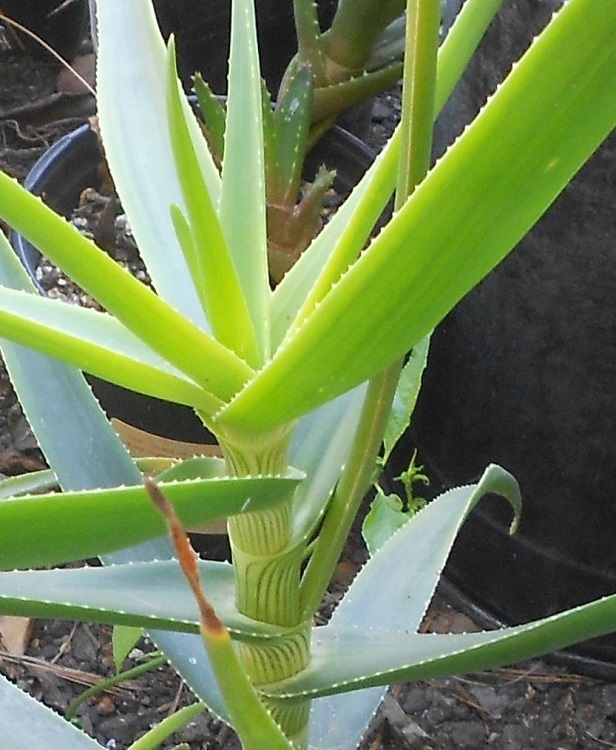 2016 05 13 Aloe striatula v Caesia c crop x750.jpg