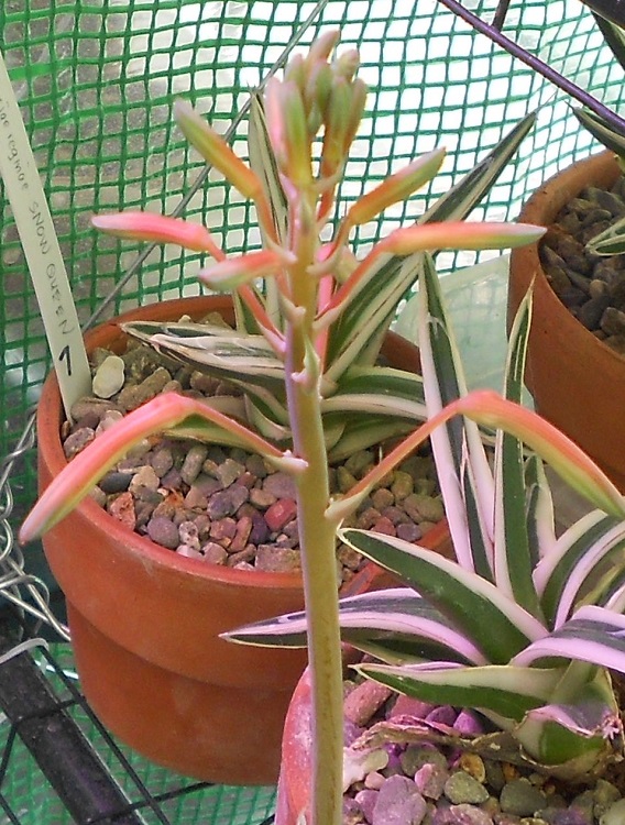 2016 05 18 Aloe aristata bloom progress X750.jpg