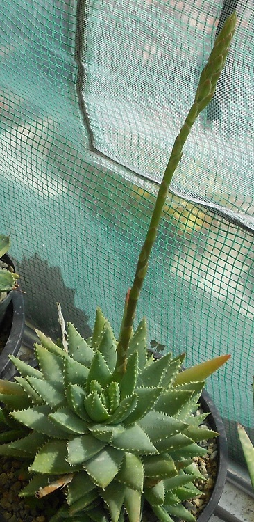 2016 05 18 Aloe breviflora inflorescence progress X750.jpg
