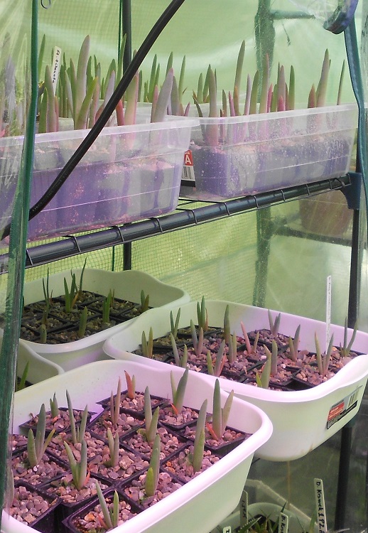 2016 05 18 Aloe plicatilis seedlings batch 1 and 2 70 seedlings each X750.jpg