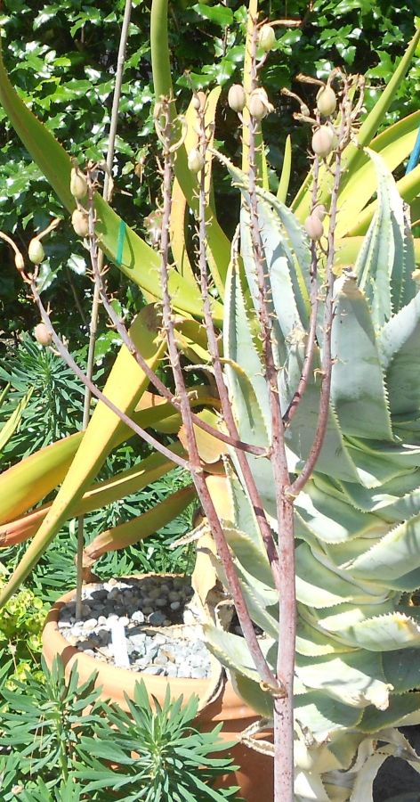 2016 05 18 Aloe grandidentata seed pods.JPG