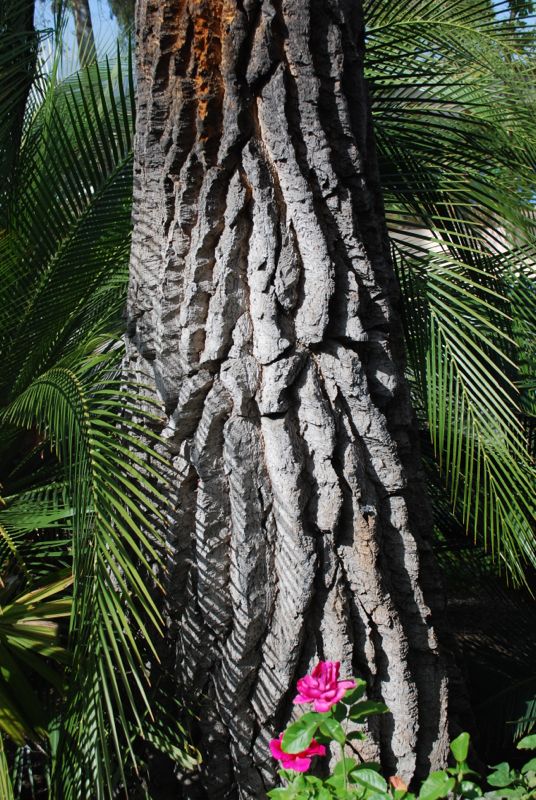 Beaucarnea stricta trunk (2).jpg