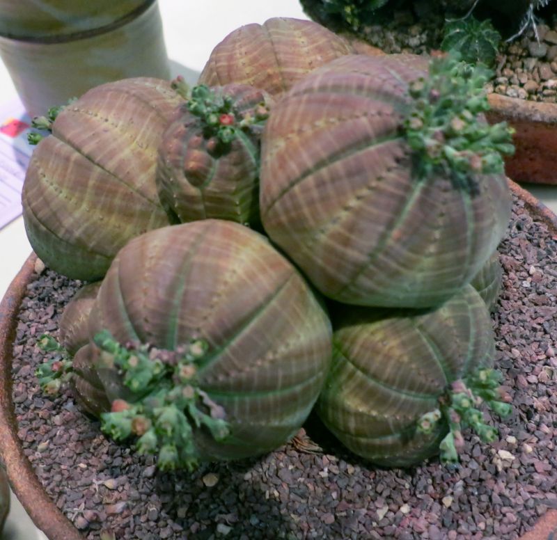 Euphorbia obesa colony.jpg