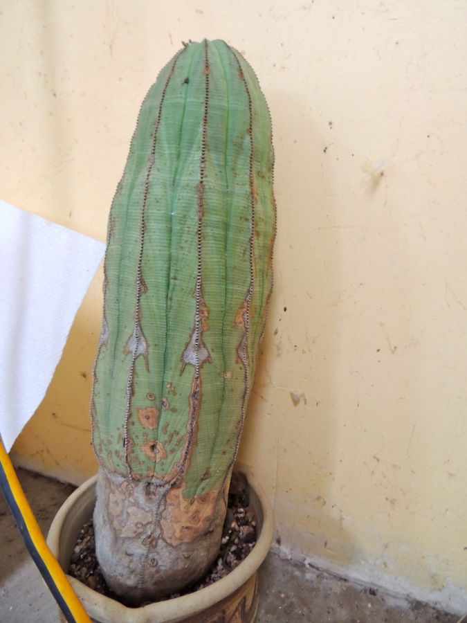 Euphorbia obesa tall..jpg