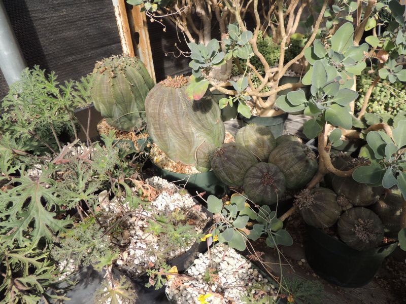 Euphorbia obesas Petra.jpg