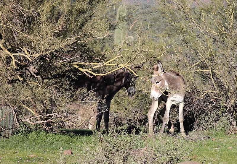 Wild burros