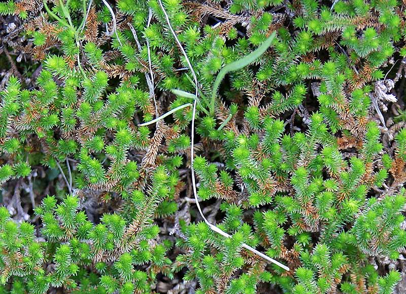 Arizona spikemoss, Selaginella arizonica