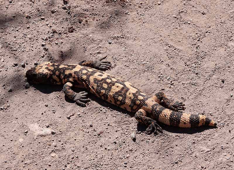 Gila Monster, recently checked out...