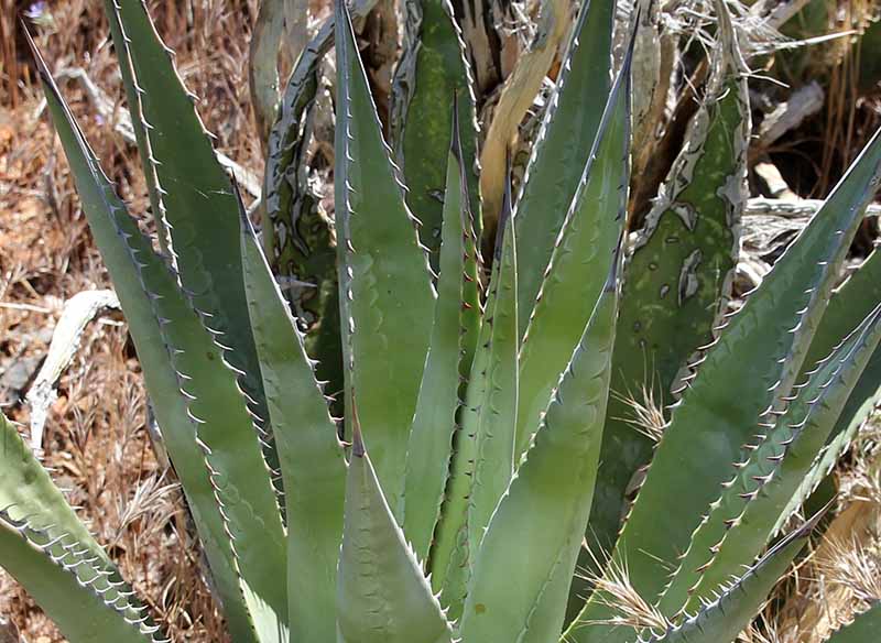 Unknown Agave we call &quot;LP Stranger&quot;