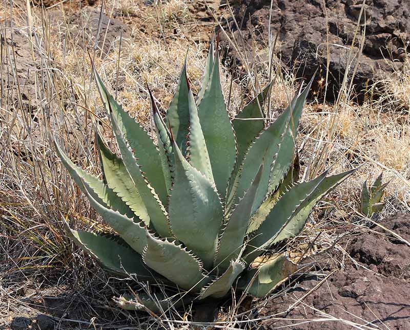 A. verdensis or verdensis-like Agave