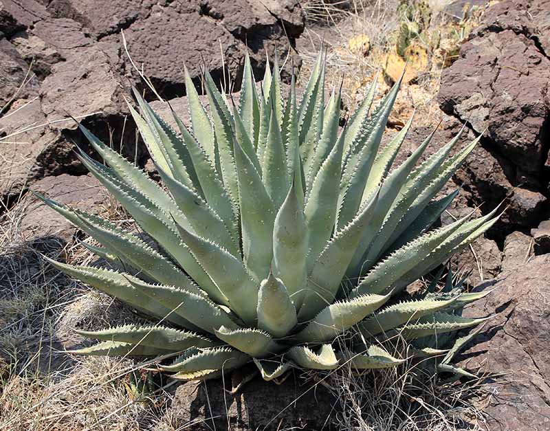 Apparent A. verdensis hybrid (possibly A. verdensis x New Agave #3)