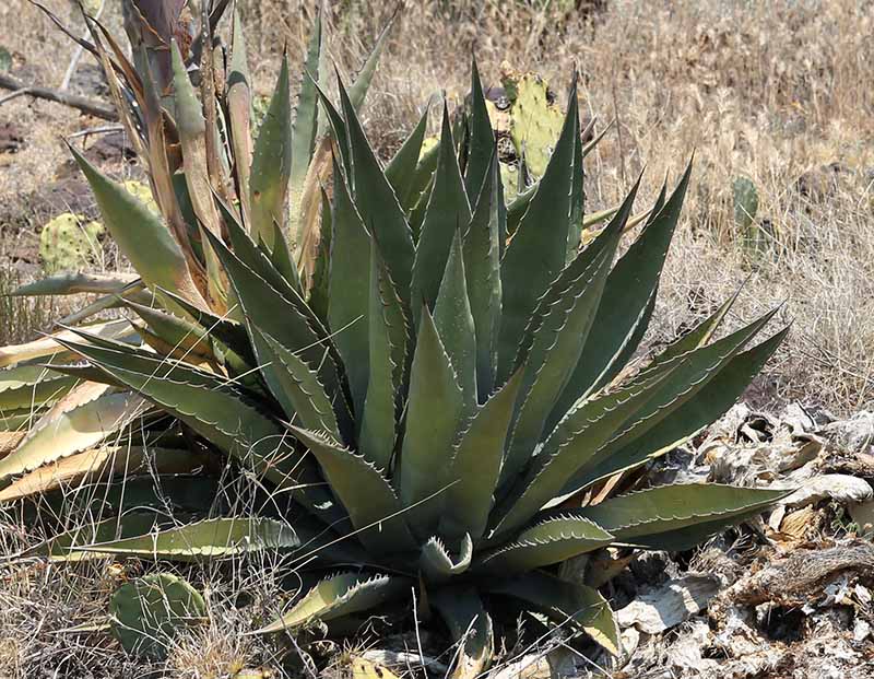New Agave #3