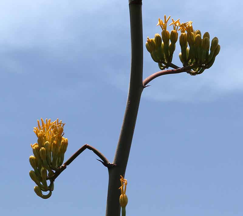 New Agave #3 -- blooms are tiny, perhaps 35mm