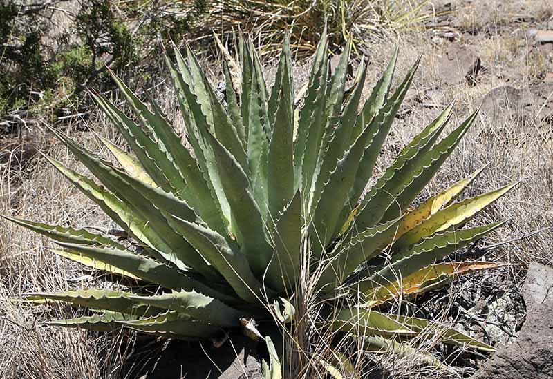 Apparent domesticate Agave sharing a hill with A. delamateri
