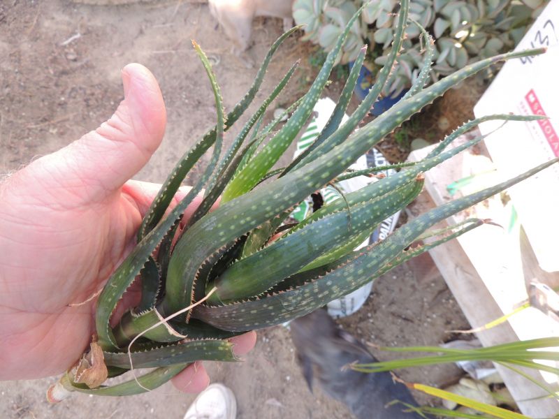 Aloe rebmanii Miller 8-17.jpg