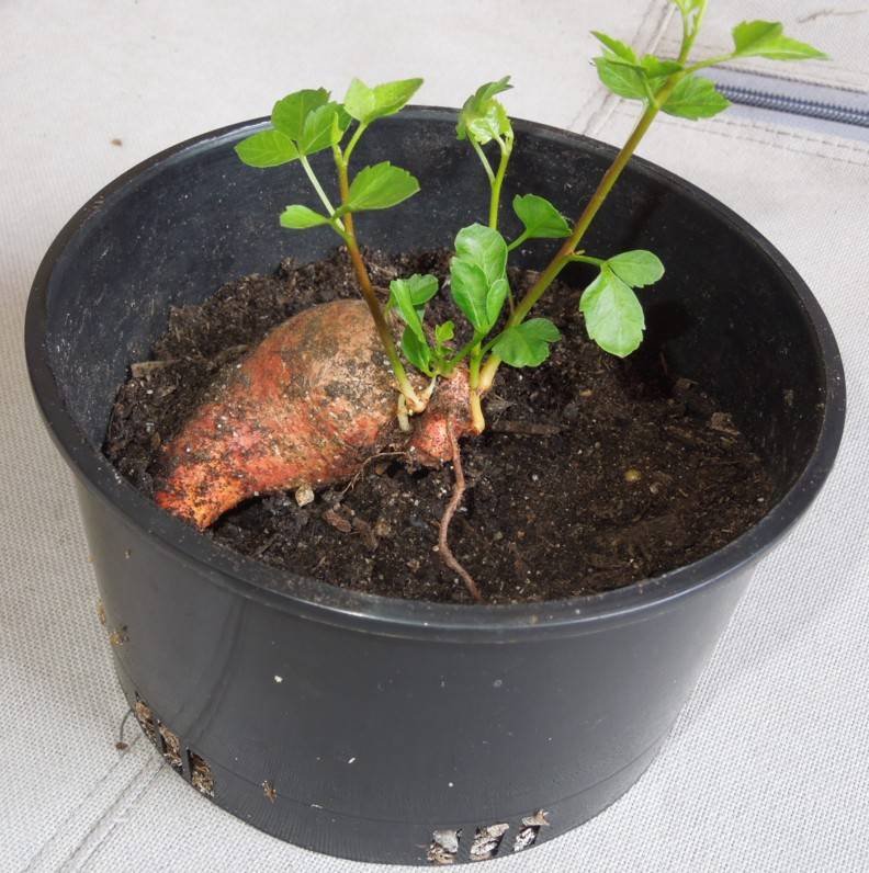 B. fagaroides root cutting with soil removed.jpg