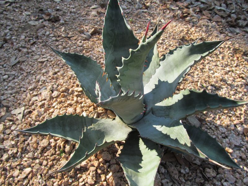 Agave x 'Tres Equis'