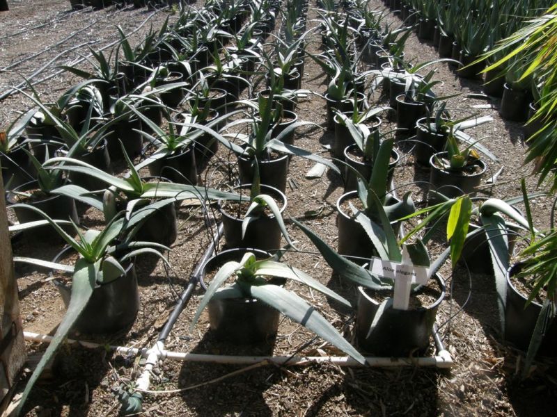Aloe elegans seedlings.jpg