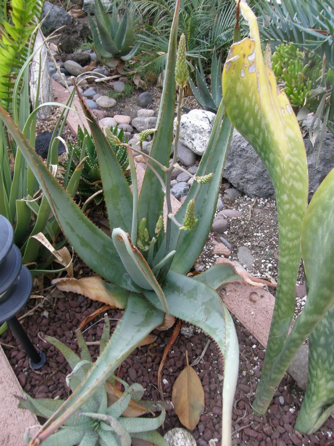 Aloe elegans early flower 11-08.JPG