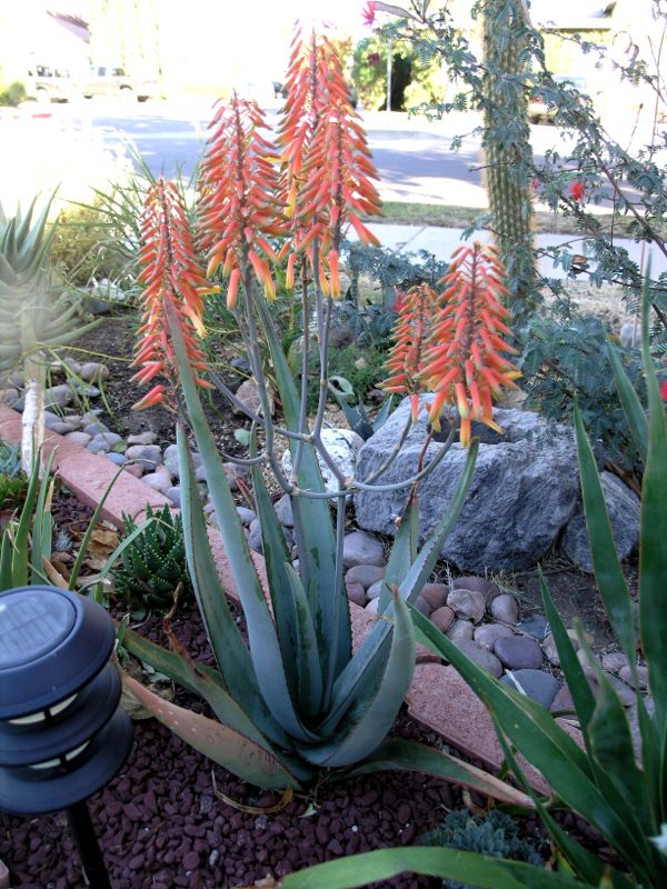 Aloe elegans even more mature flowers 12-06.jpg
