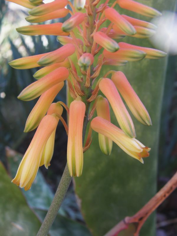 Aloe elegans flower close up 11-08.jpg