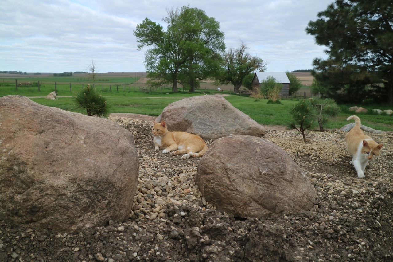 Cats supervising rock placement
