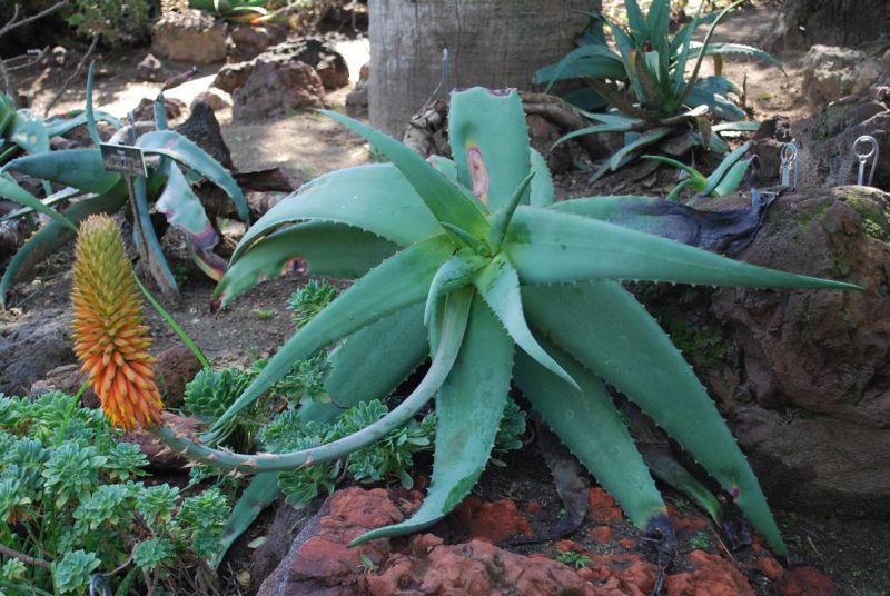 Aloe rubroviolacea in shade.jpg