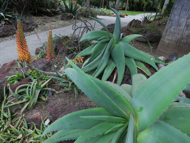 Aloe rubroviolaceas with golden flowers H.jpg
