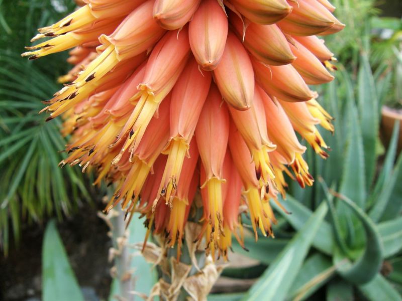 Aloe rubroviolacea flower detail 2-10.jpg
