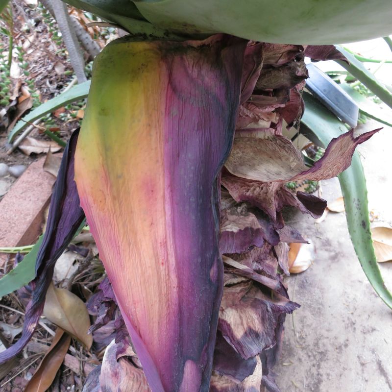 Aloe rubroviolacea dead leaf color .jpg