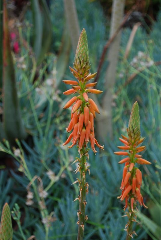 Aloe vacillans flowers sept.jpg