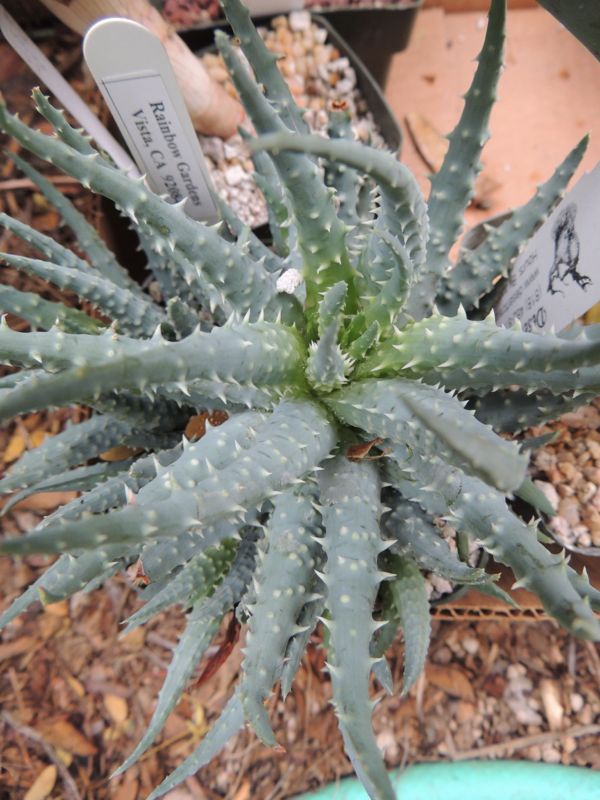 Aloe humilis details 12-12.jpg