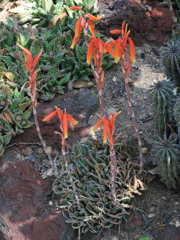 Aloe humilis clongy in flower H.jpg