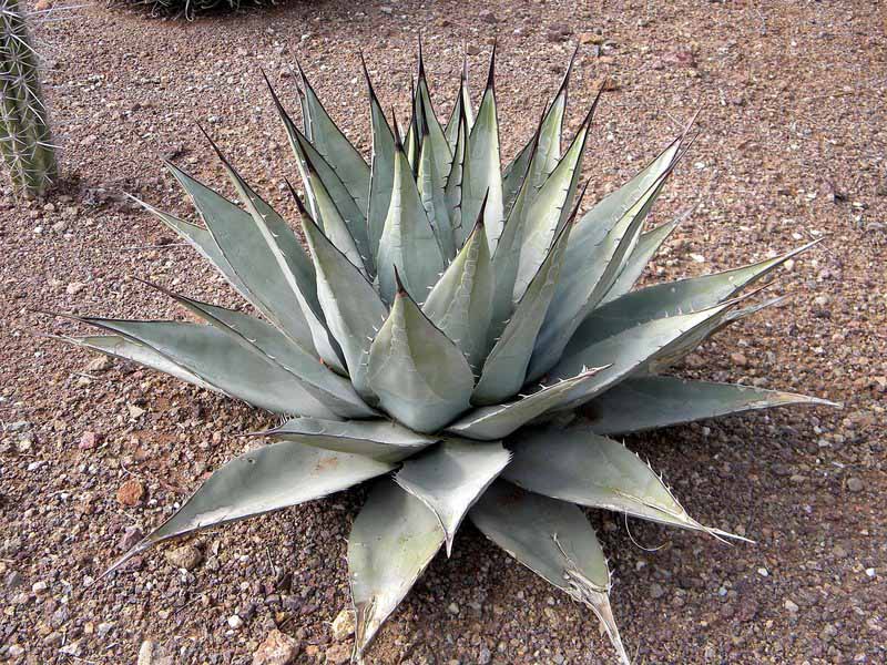 Agave parryi ssp. neomexicana (2).JPG