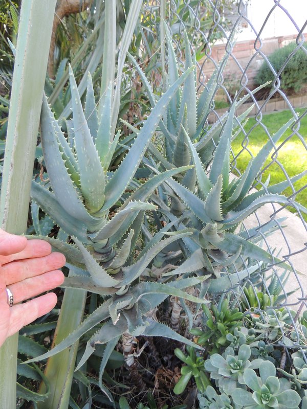 Aloe California 12-12.jpg